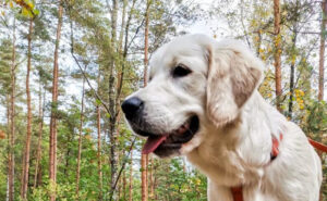 Co je Golden retriever
