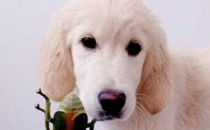 Co muszę wiedzieć przed kupnem Golden retrievera