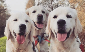 Co na stawy Golden retrievera