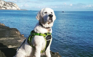 Co powinien jeść Golden retriever