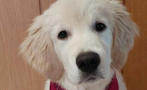 Czy Golden retriever to najlepszy pies