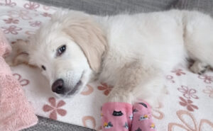 Czy posiadanie Golden retrievera jest trudne