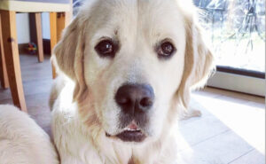 Dlaczego Golden retriever nie chce jeść