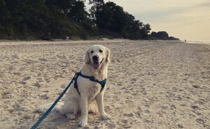 Gdzie mieszka Golden retriever