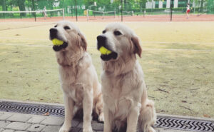 Gdzie może pracować Golden retriever