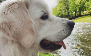 Gdzie trzymać Golden retrievera