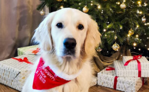 Golden retriever ile kosztuje