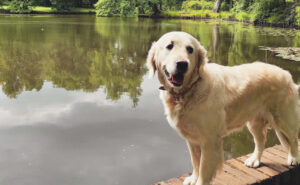 Jak Golden retriever znosi zimę