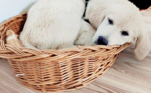 Jak karmić szczeniaka Golden retrievera