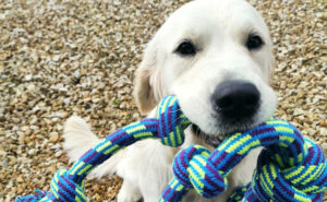 Kiedy Golden retriever dorasta