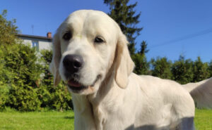 Kiedy Golden retriever się uspokaja